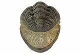 Morocops Trilobite Fossil - Partially Enrolled #67004-2